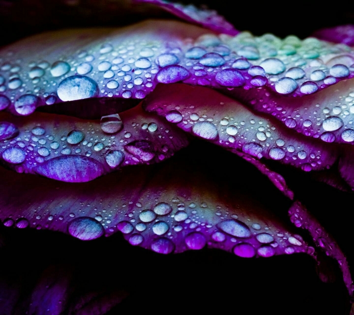 purple