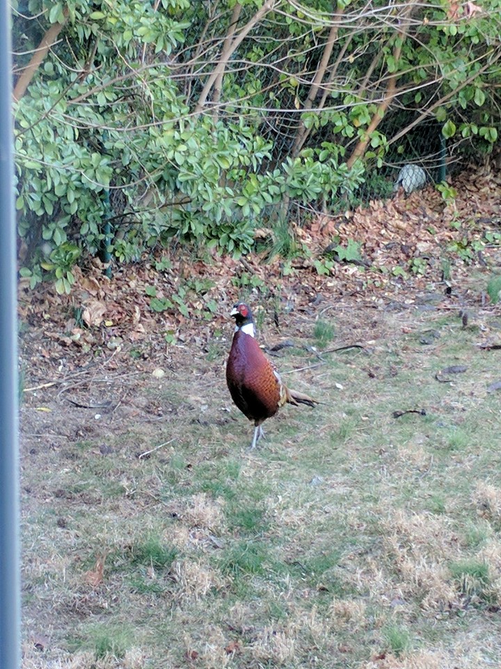 pheasant