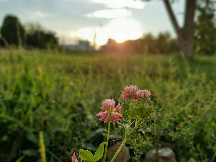 piece of summer