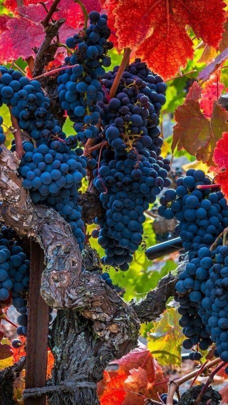 Grape
