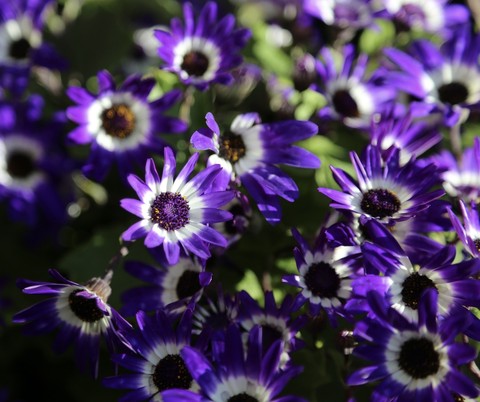 tapety blue, violet
