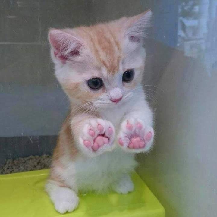 meaooo