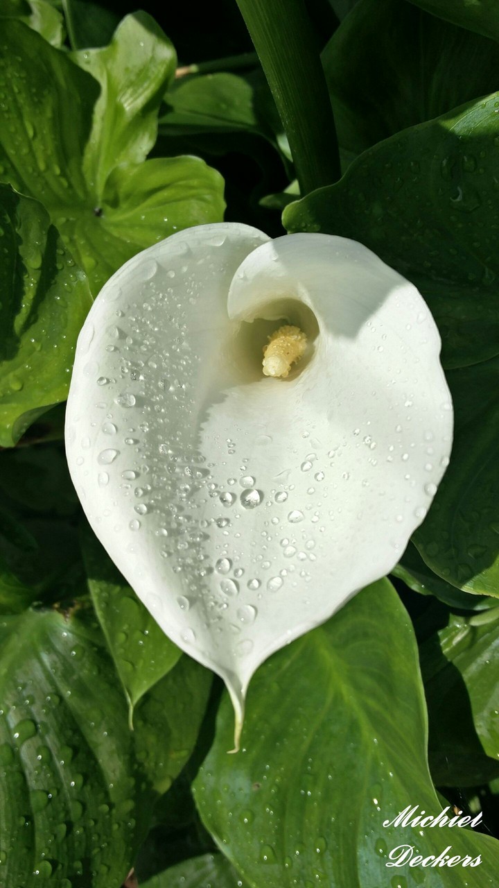A flower with water drops
