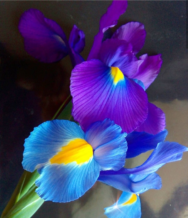 Iris