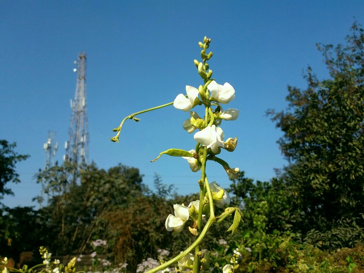 nice click