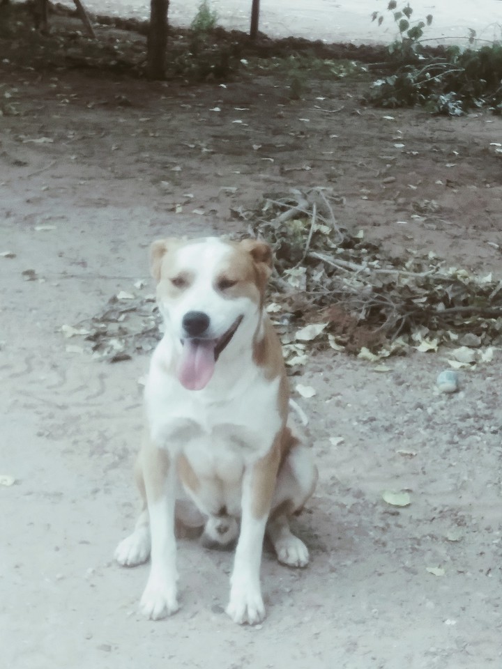 Jack