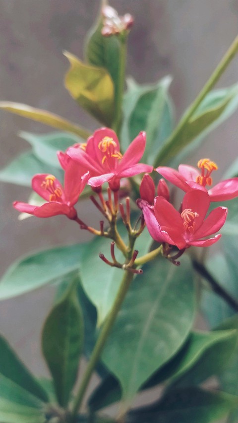 pink, green壁纸