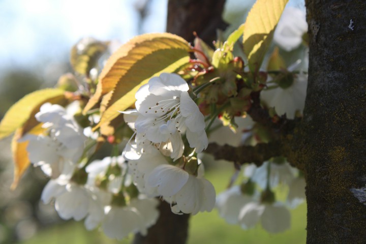 Blüten