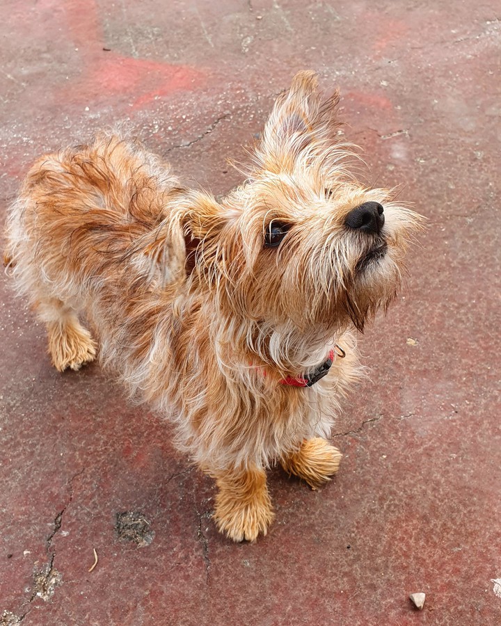 Dog