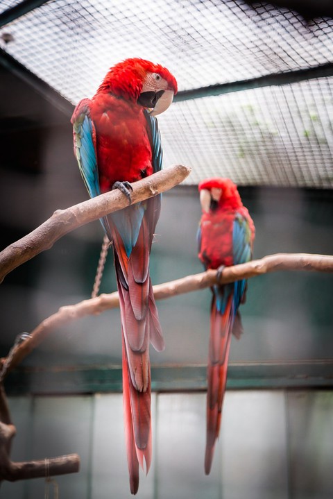 Red.. Maccau...