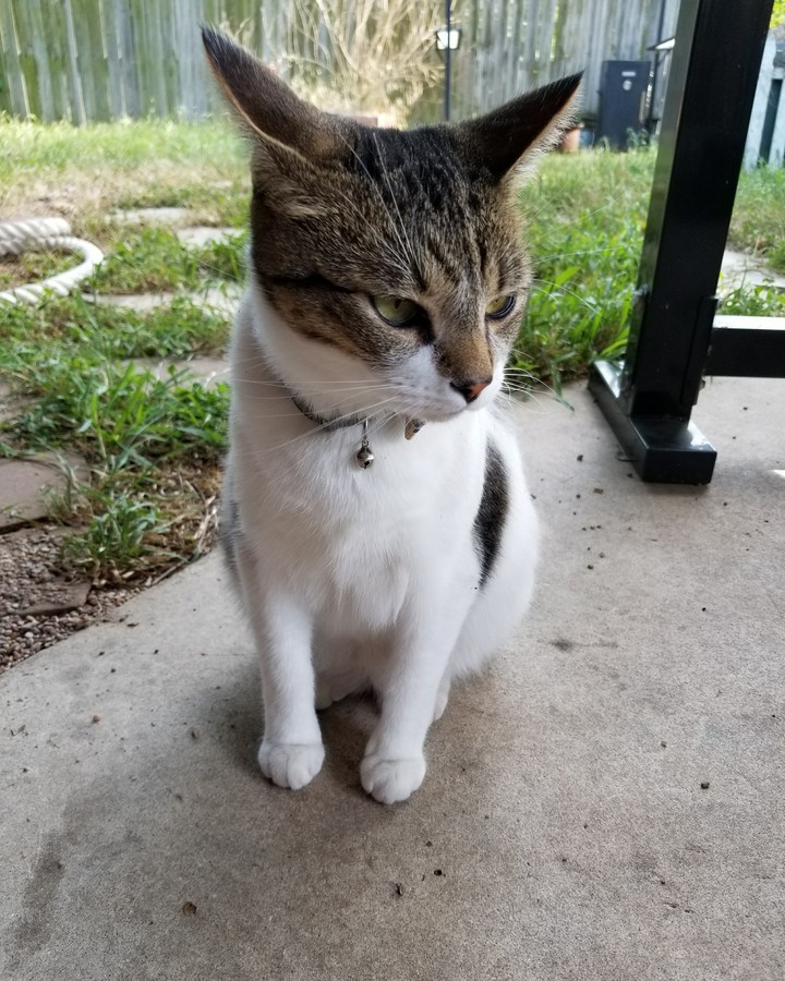 cat