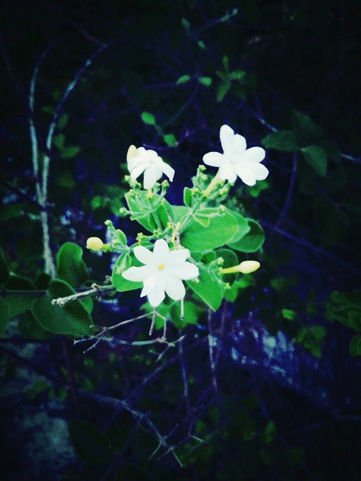 Jasmine 