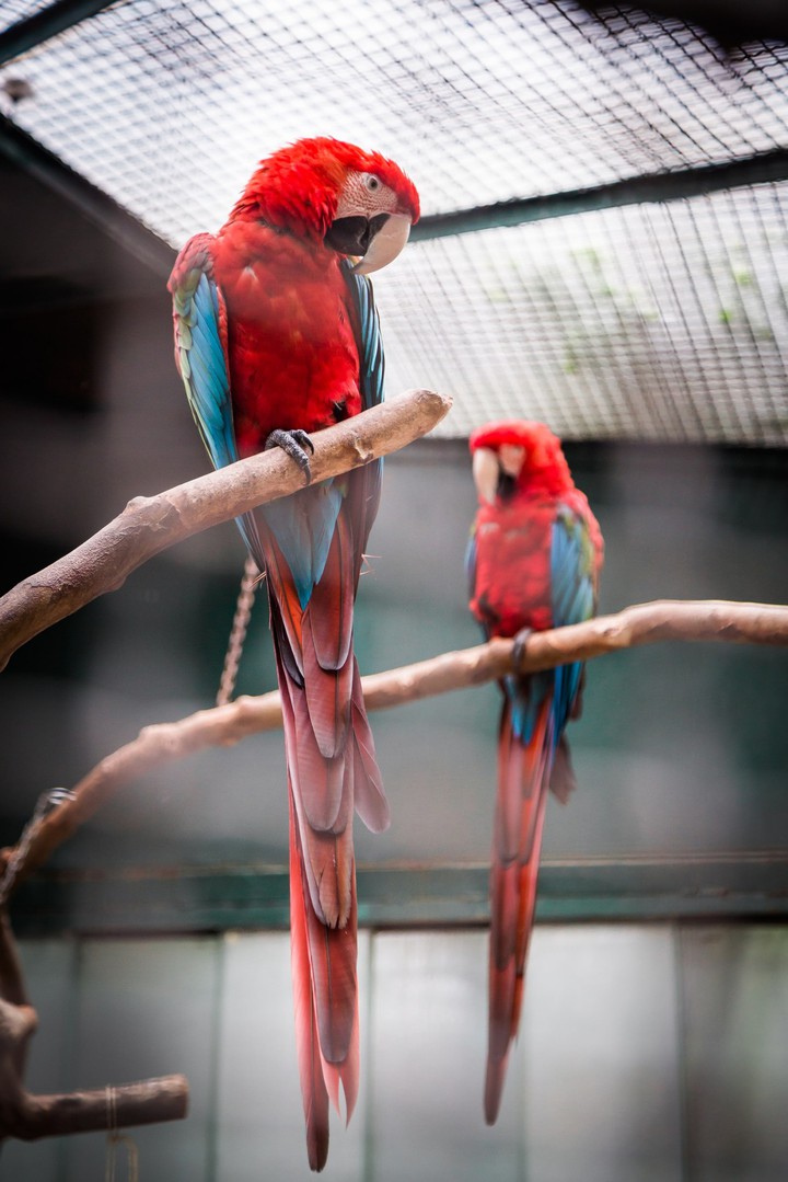 Red.. Maccau...