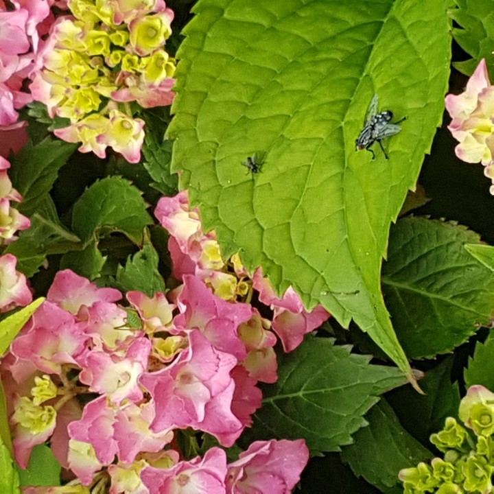 My garden