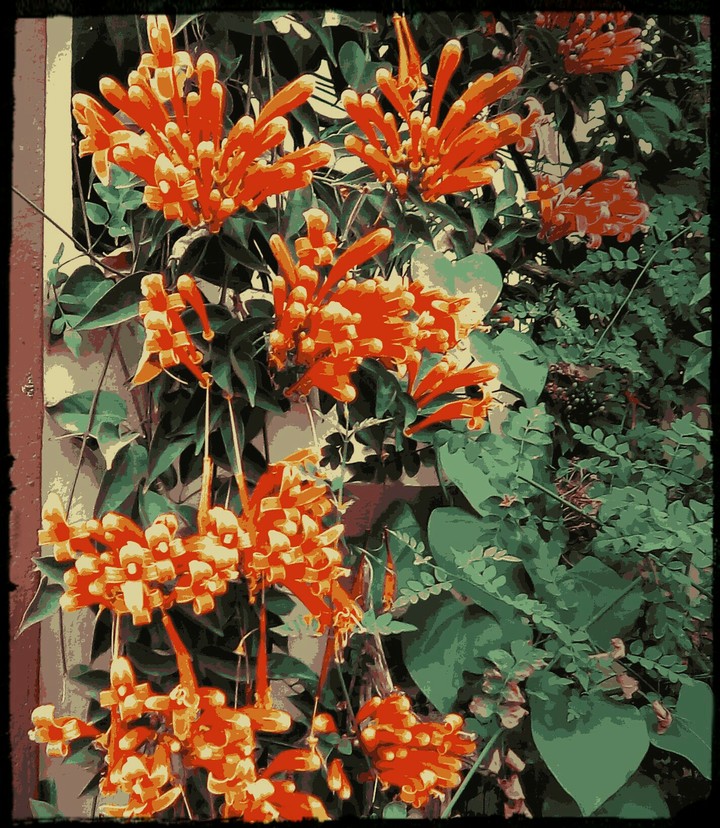 tangy flower