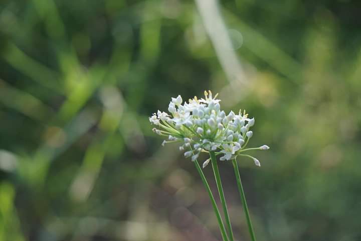 " Orental garlic"