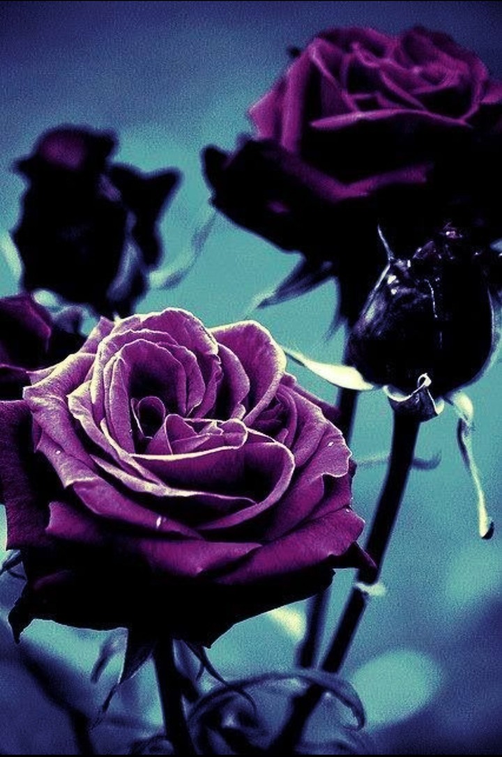 dark Purple