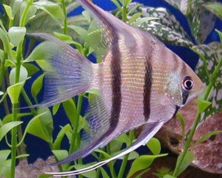 fish