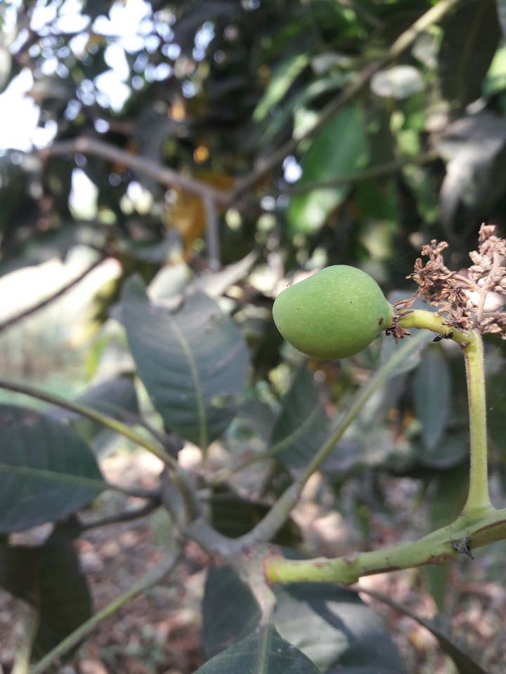 mango
