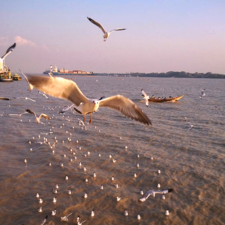 Sea gull