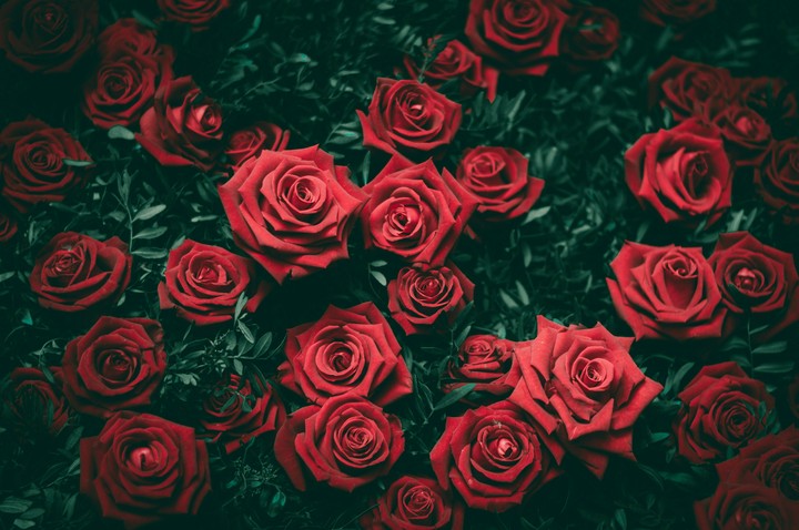rose