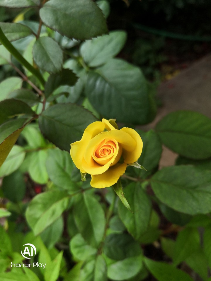 yellow rose