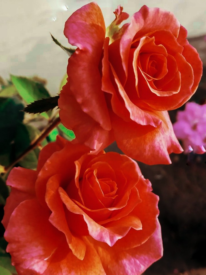 Rose ❤️