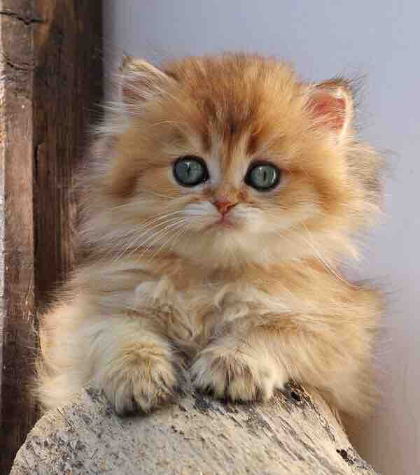 Cat - animal - pet - fur - cute