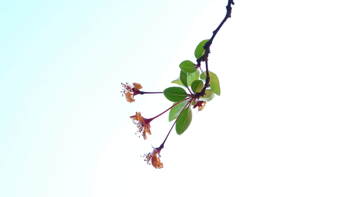 malus micromalus
