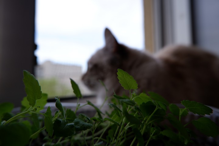 В листах котовника