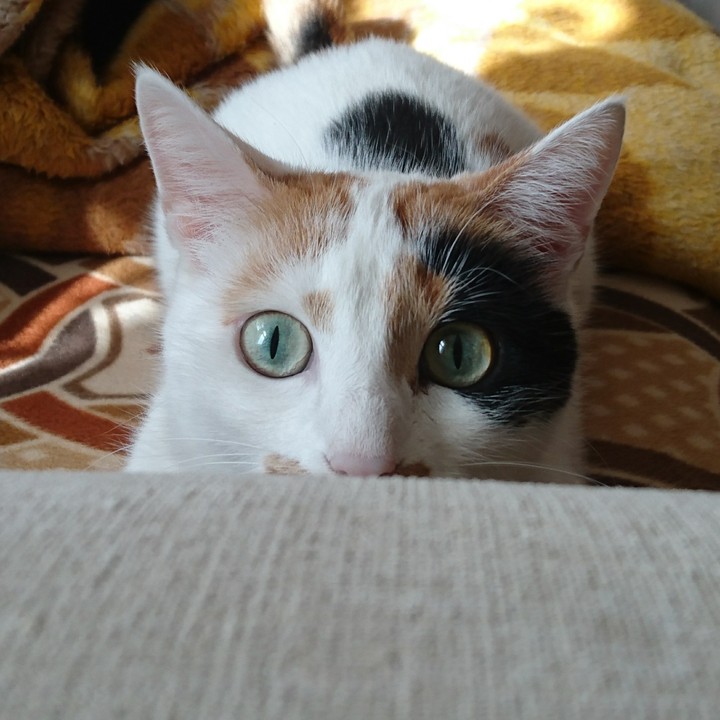 My cat 