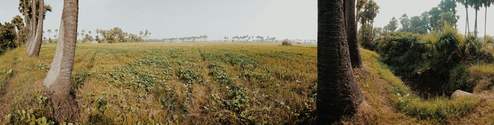farm land
