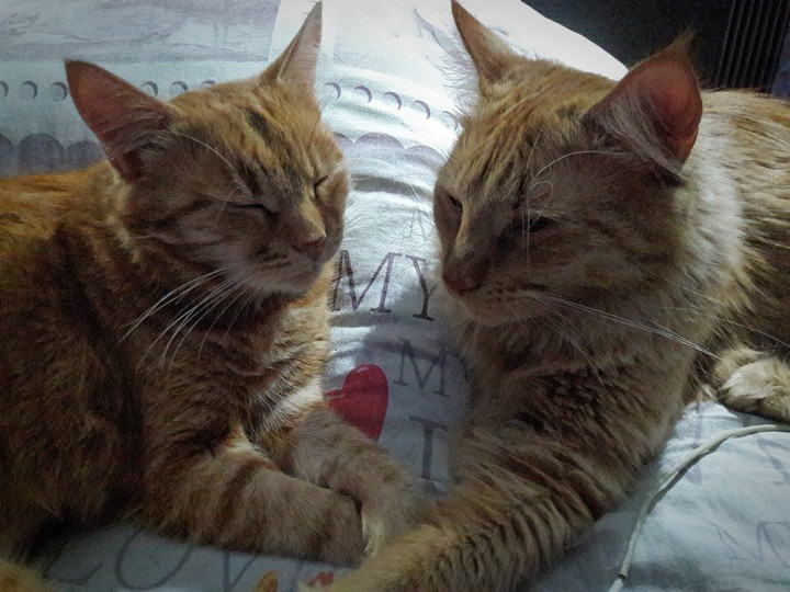 Мои любимые котики♥️