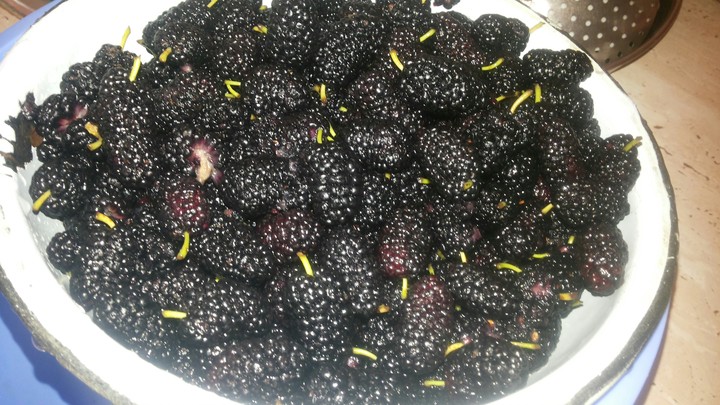 Blueberry