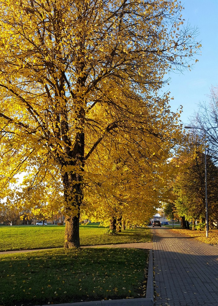 Autumn 