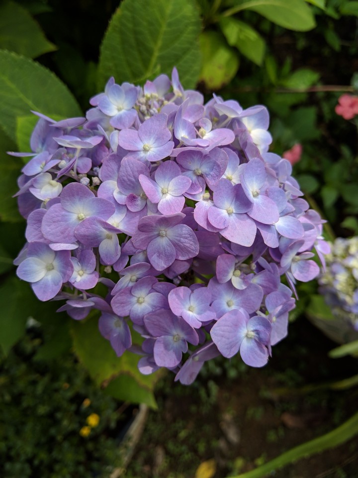 hydrangeas