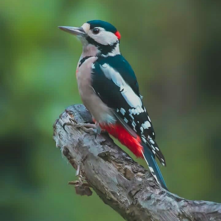 oiseaux⭐⭐⭐