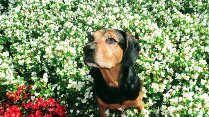 Dog with light Friend