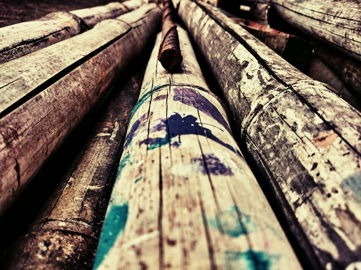 bamboo