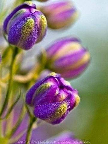 violet tulips