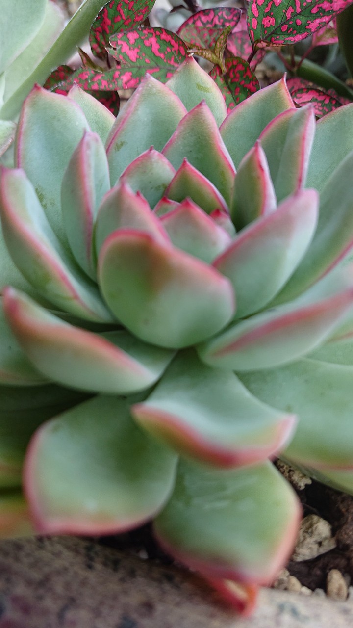 多肉植物