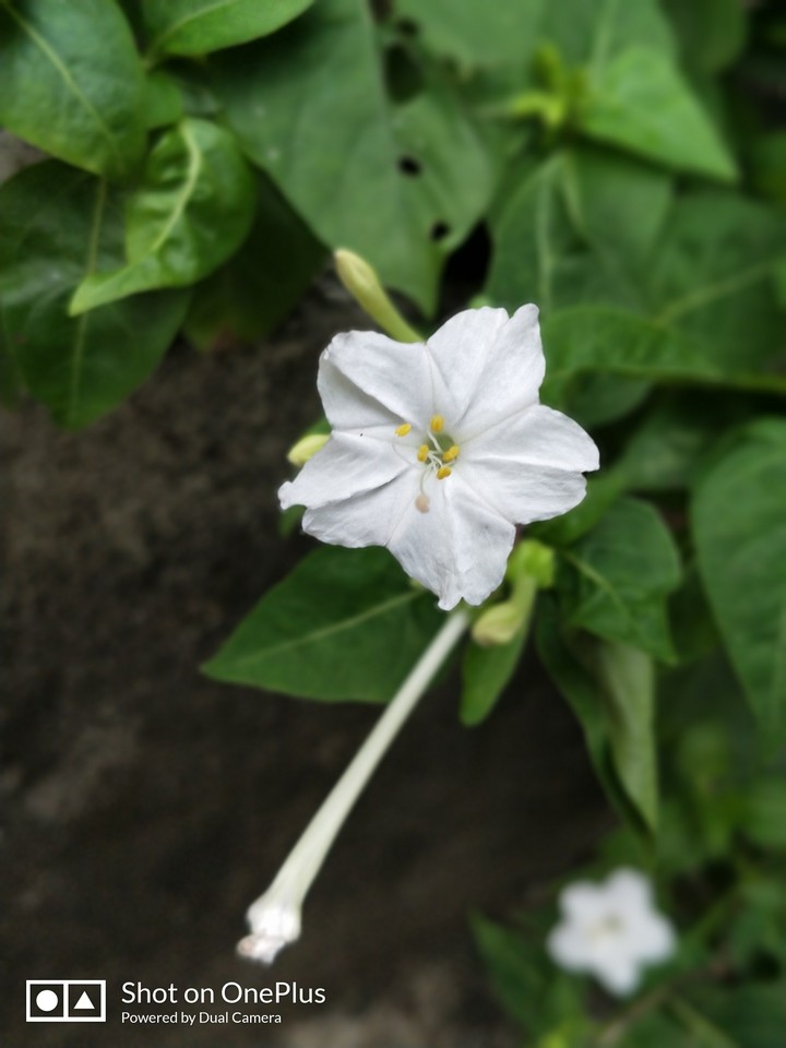 White flower !!