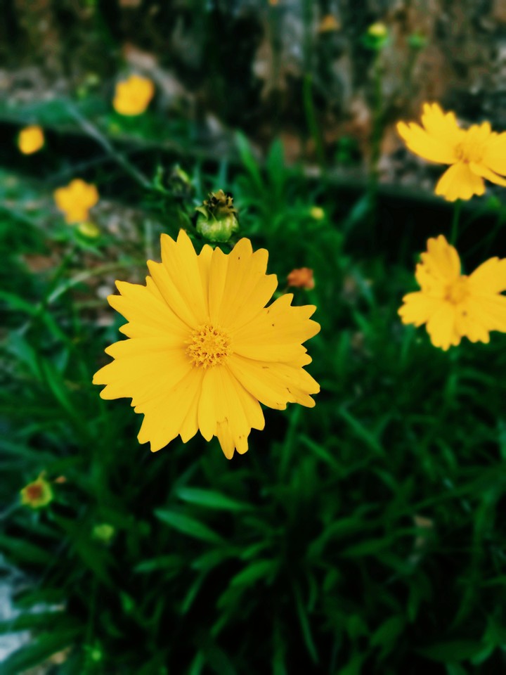 sunflower