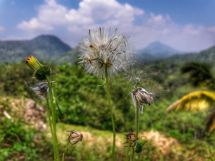 Flower