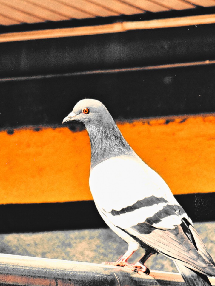 bird