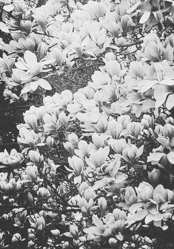 Magnolia 3