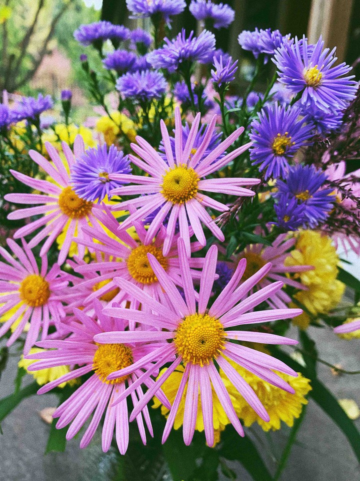 flowers
