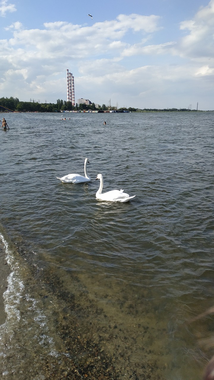 лебеди на берегу