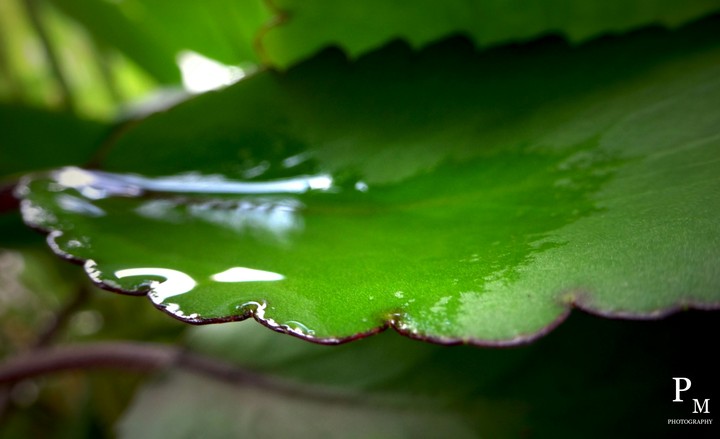 leaf