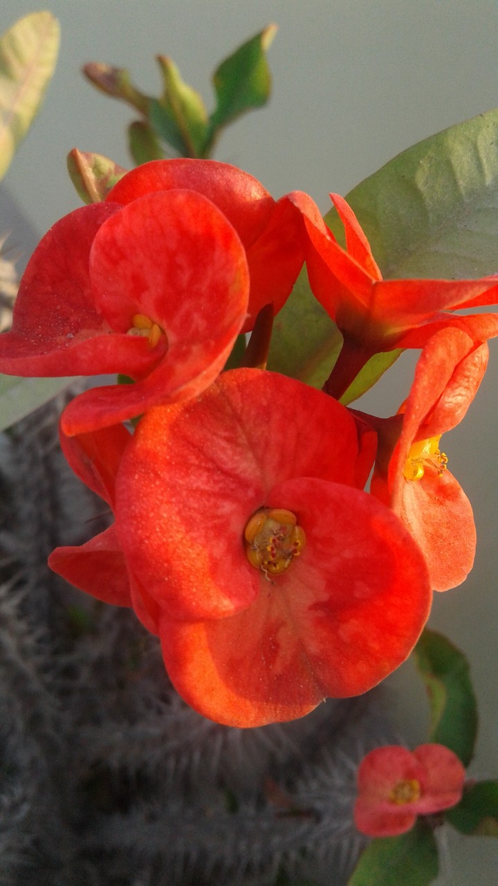 flower